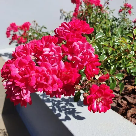 Casa Atlantico Dachterrassengeschoss * Ribeira Brava